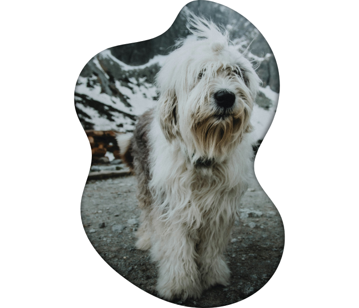 cachoro olhando pra camera em cenario de neve. sersaudável